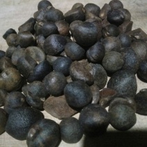 茶籽，油茶鲜果，今年的茶果，个头大小一至。