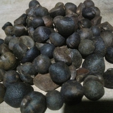 茶籽，油茶鲜果，今年的茶果，个头大小一至。