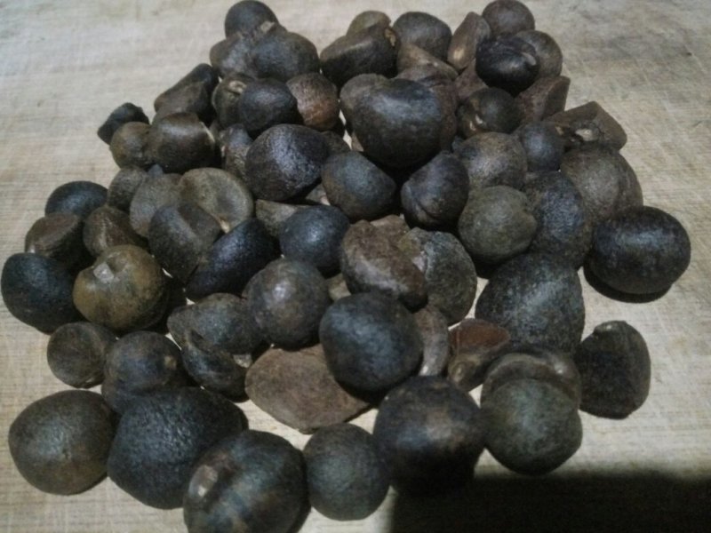 茶籽，油茶鲜果，今年的茶果，个头大小一至。