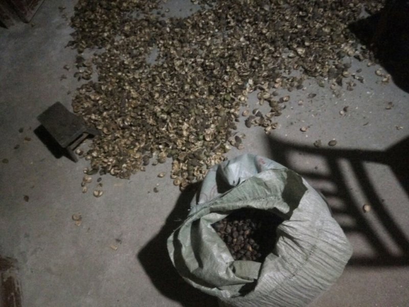茶籽，油茶鲜果，今年的茶果，个头大小一至。