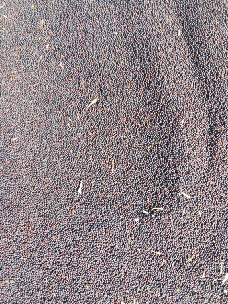 出售油菜籽