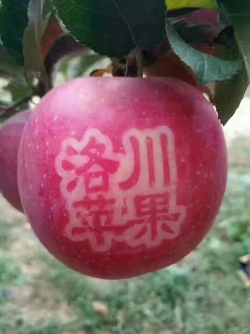 【热销】通货下捡，高次，红富士苹果，个头大色泽好口感脆甜