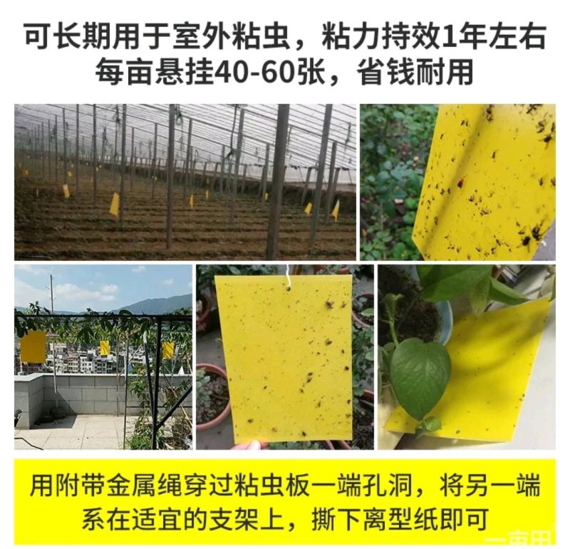 双面粘虫板诱虫板纸贴诱捕器粘板灭小飞虫沾果蝇
