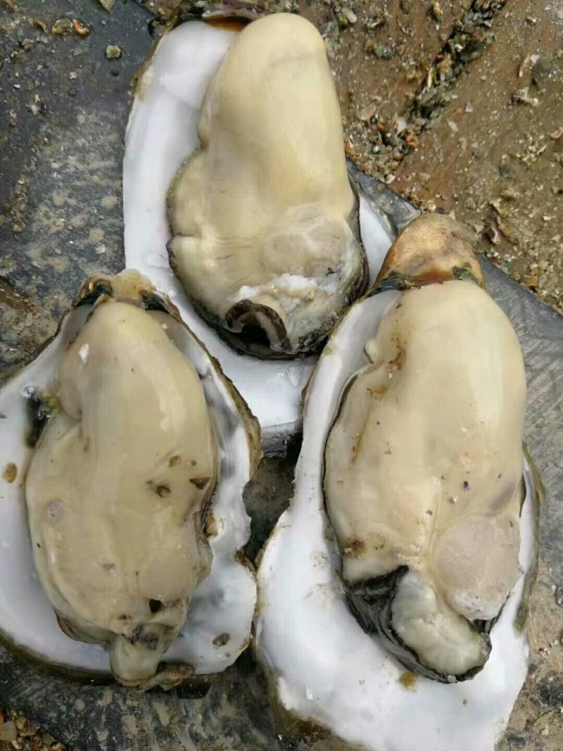湛江肥蚝产地供应包肥稳定场地视频货原