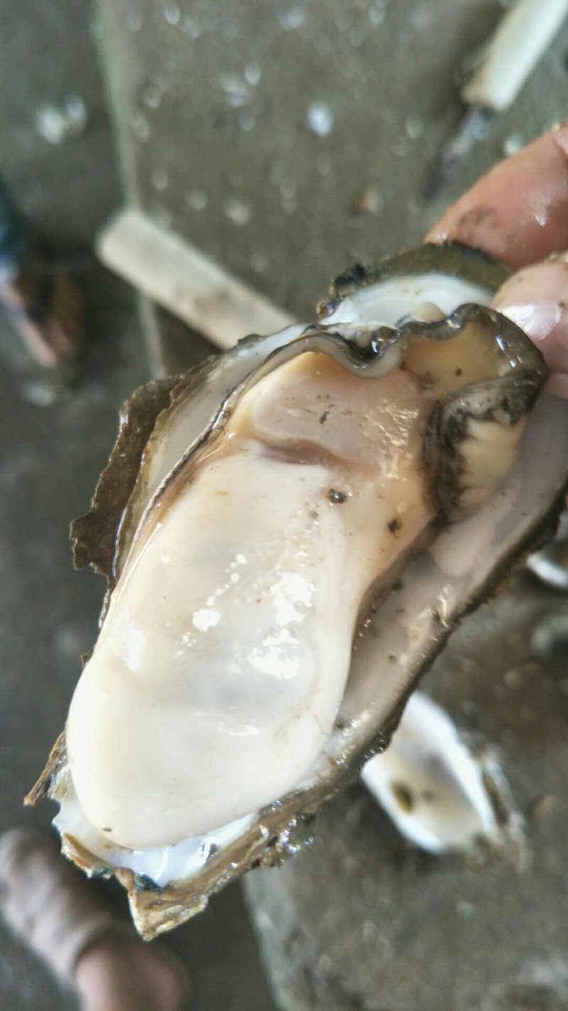 湛江肥蚝产地供应包肥稳定场地视频货原