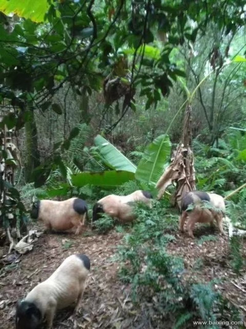 生态养殖巴马香猪