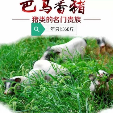 生态养殖巴马香猪