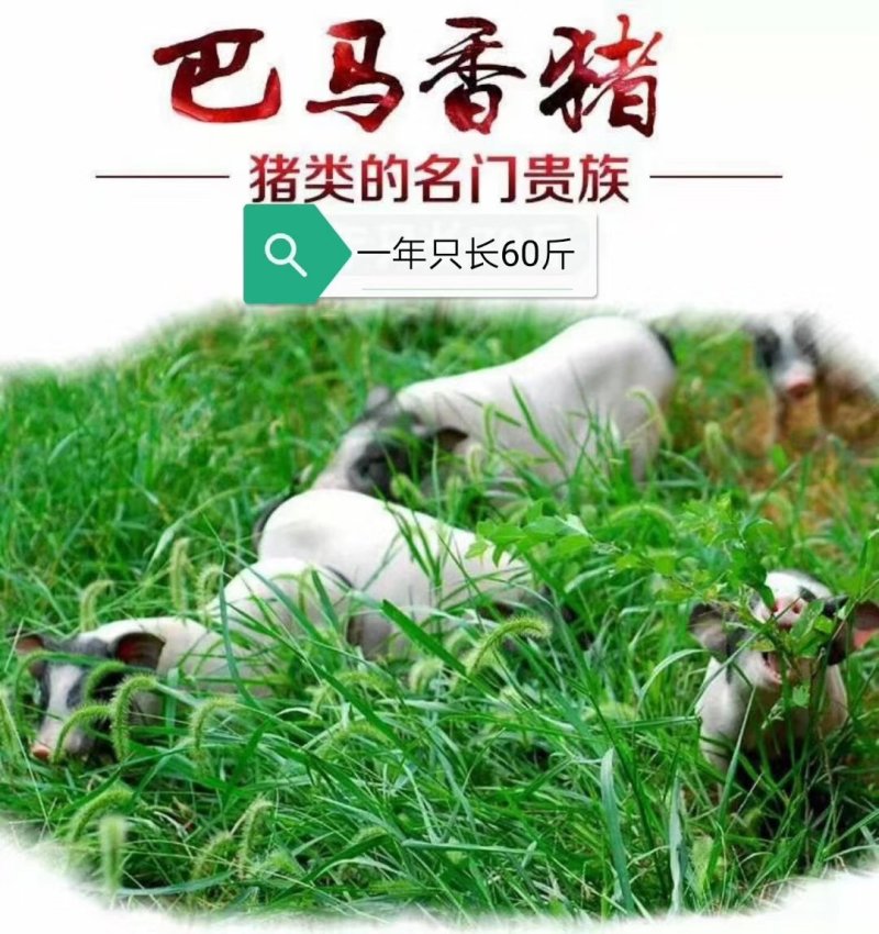 生态养殖巴马香猪