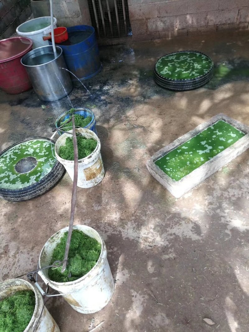 生态养殖巴马香猪