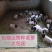 生态养殖巴马香猪