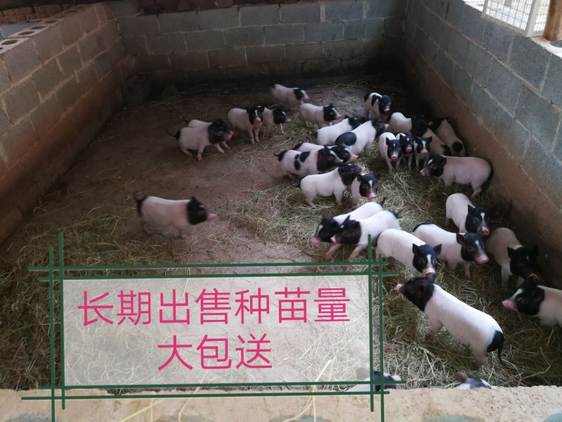 生态养殖巴马香猪