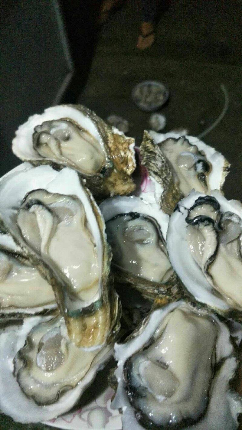 湛江净化肥蚝产地供应包肥新鲜产地视频一对一服务