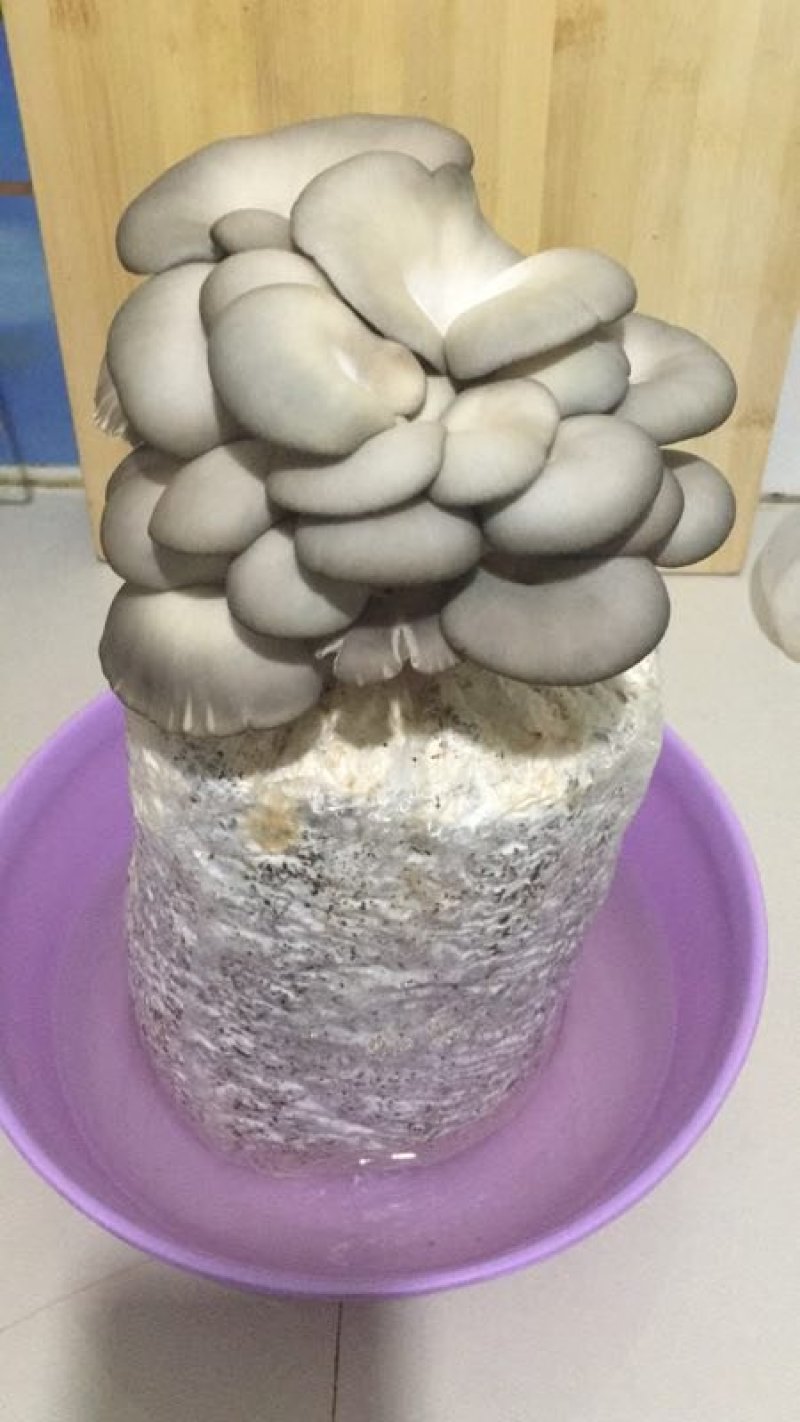 蘑菇菌包，蘑宝，菌棒