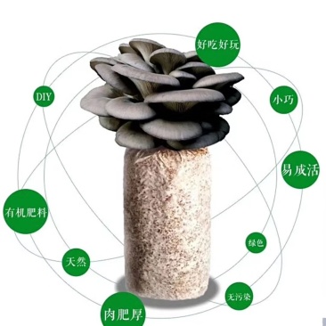 蘑菇菌包，蘑宝，菌棒