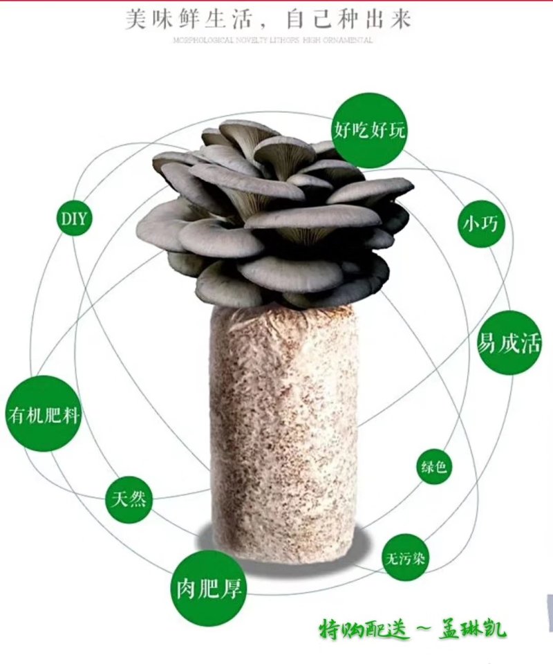 蘑菇菌包，蘑宝，菌棒