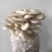蘑菇菌包，蘑宝，菌棒