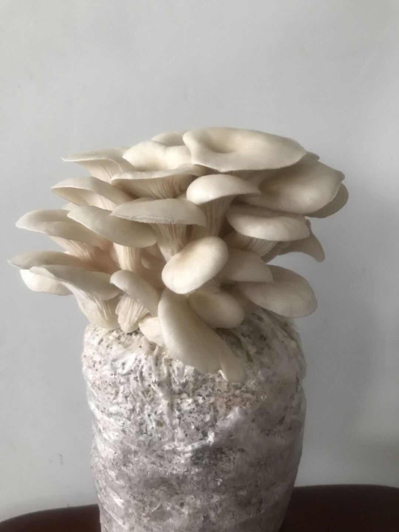 蘑菇菌包，蘑宝，菌棒