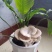蘑菇菌包，蘑宝，菌棒