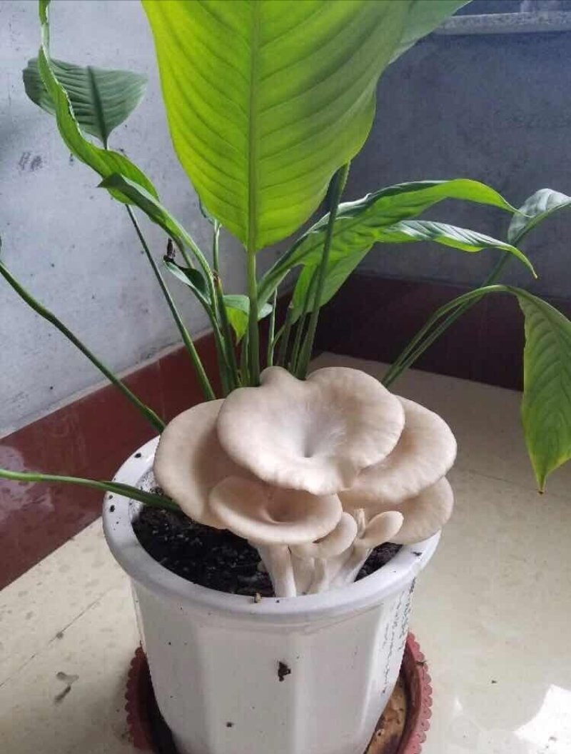蘑菇菌包，蘑宝，菌棒