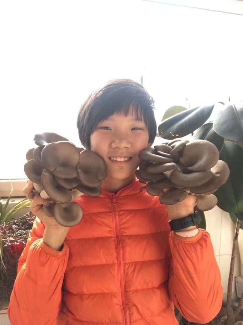 蘑菇菌包，蘑宝，菌棒