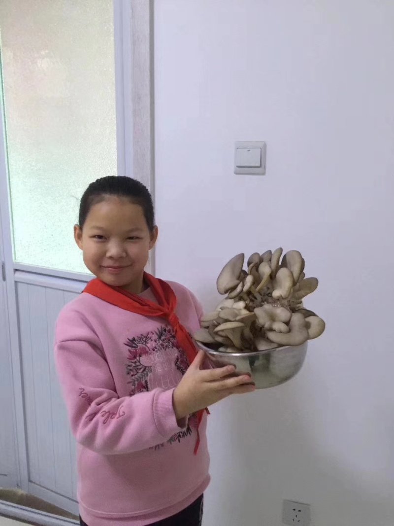 蘑菇菌包，蘑宝，菌棒