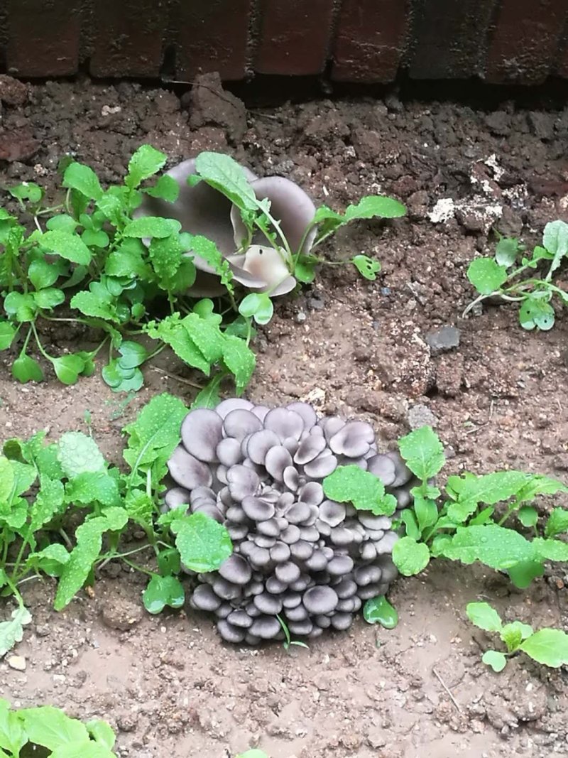 蘑菇菌包，蘑宝，菌棒