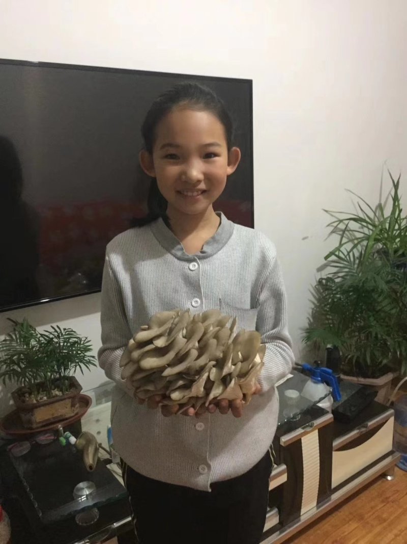 蘑菇菌包，蘑宝，菌棒