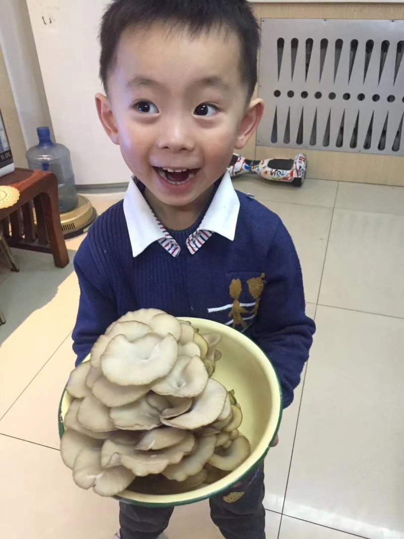 蘑菇菌包，蘑宝，菌棒