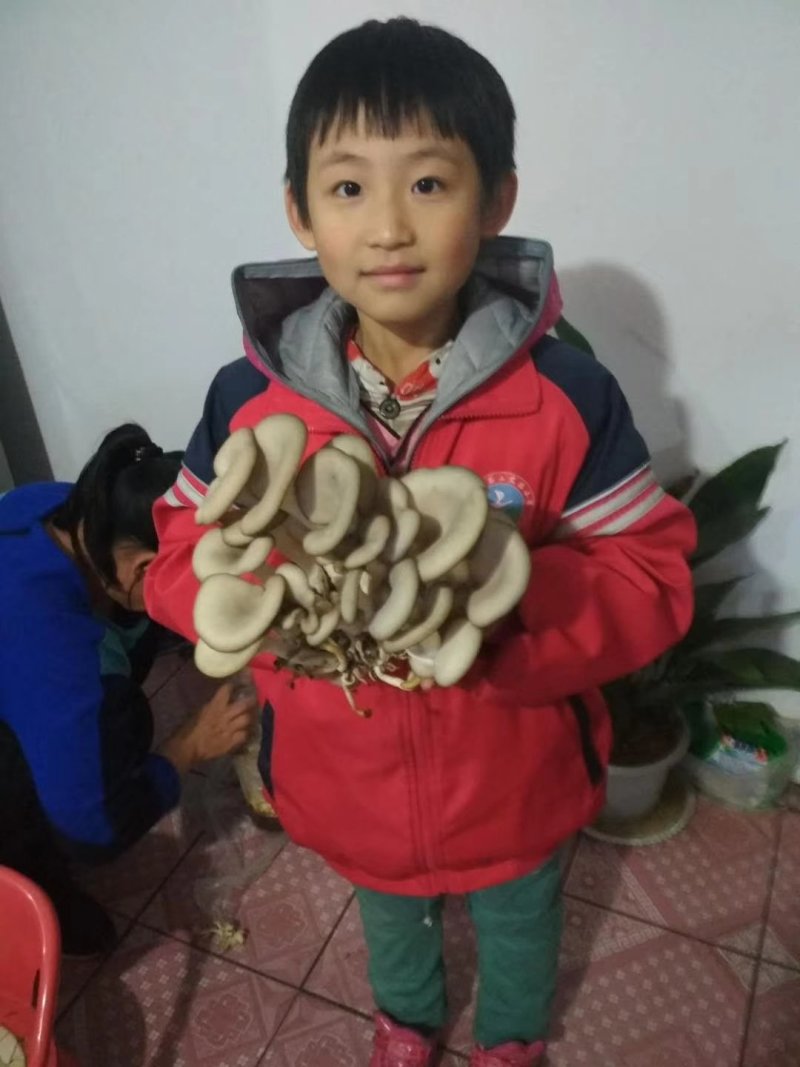 蘑菇菌包，蘑宝，菌棒