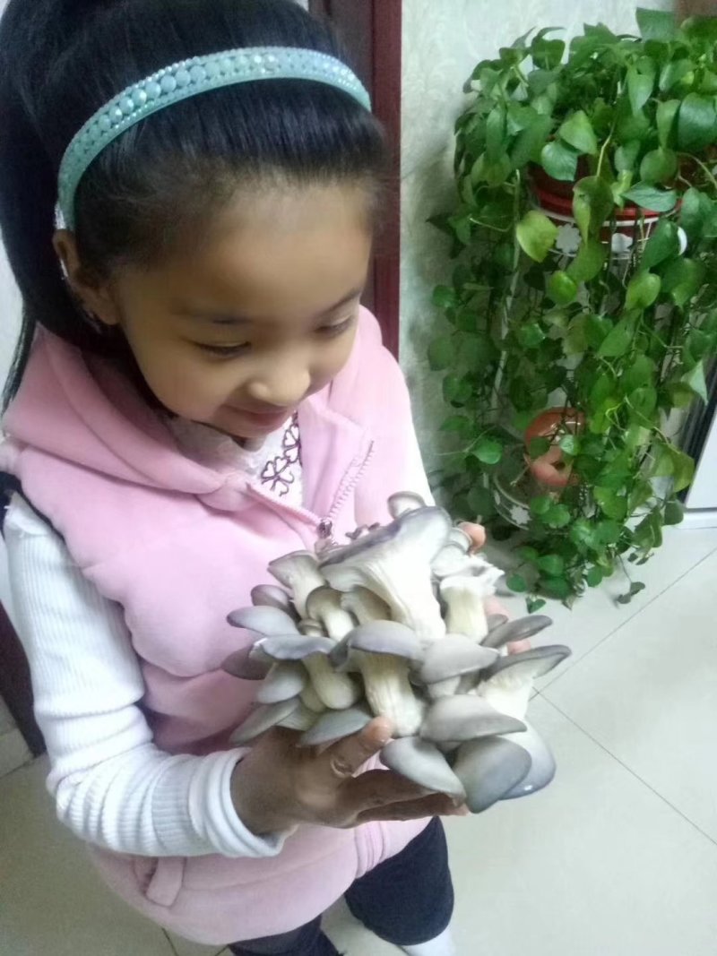 蘑菇菌包，蘑宝，菌棒