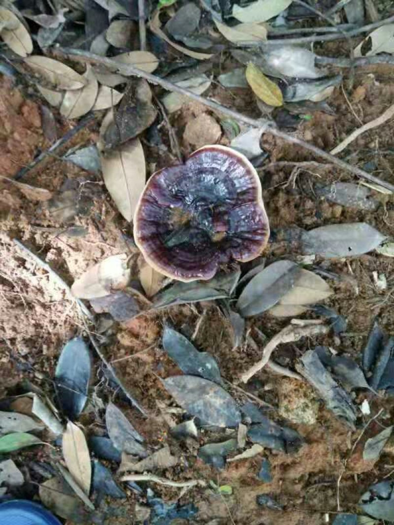 灵芝