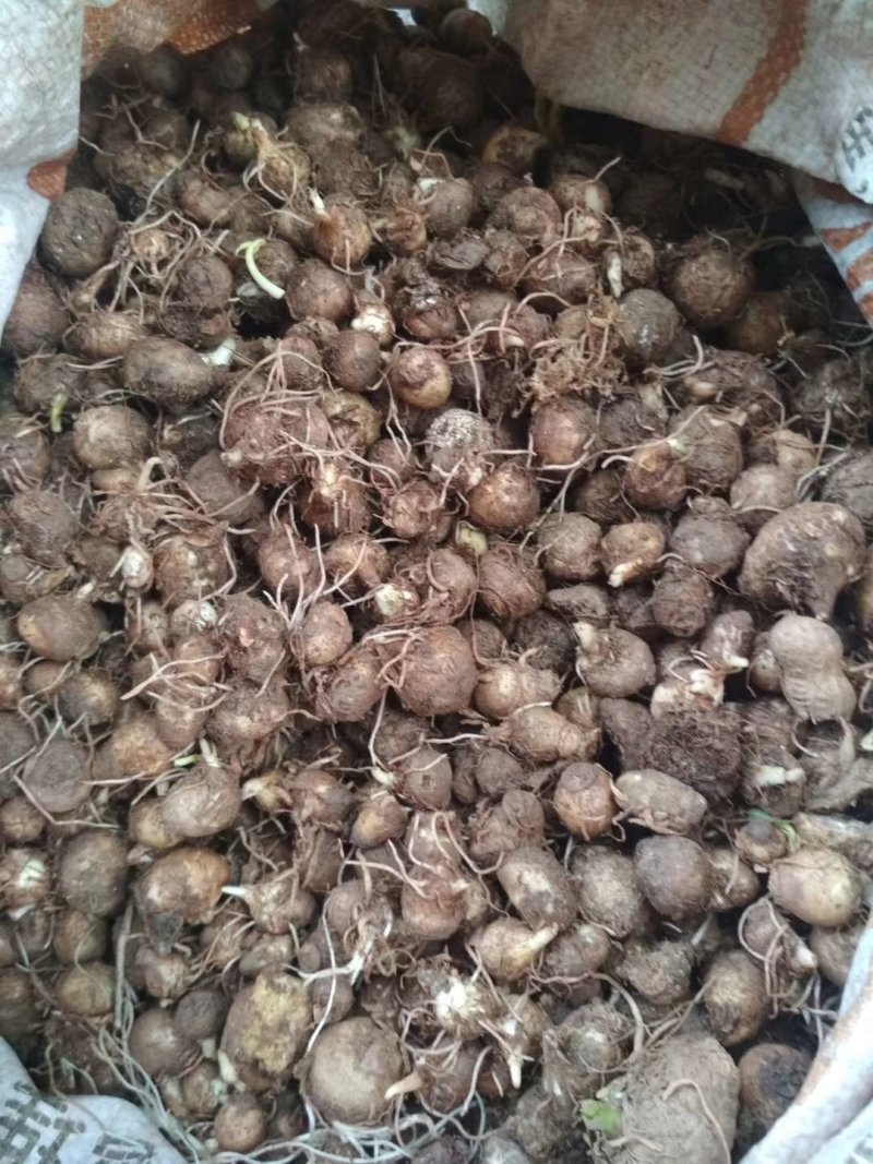 旱半夏种子