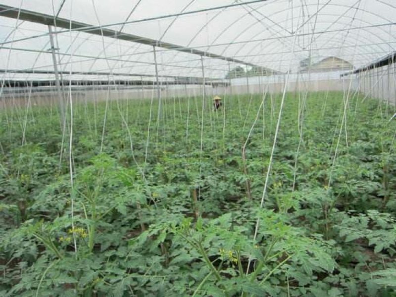 蔬菜简易大棚，连栋大棚，花卉大棚