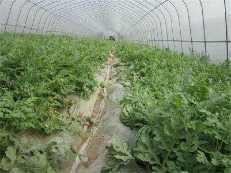 蔬菜简易大棚，连栋大棚，花卉大棚