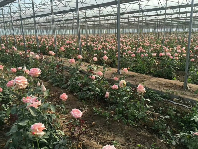 蔬菜简易大棚，连栋大棚，花卉大棚