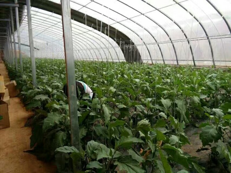 香菇大棚，食用菌大棚，椭圆管大棚