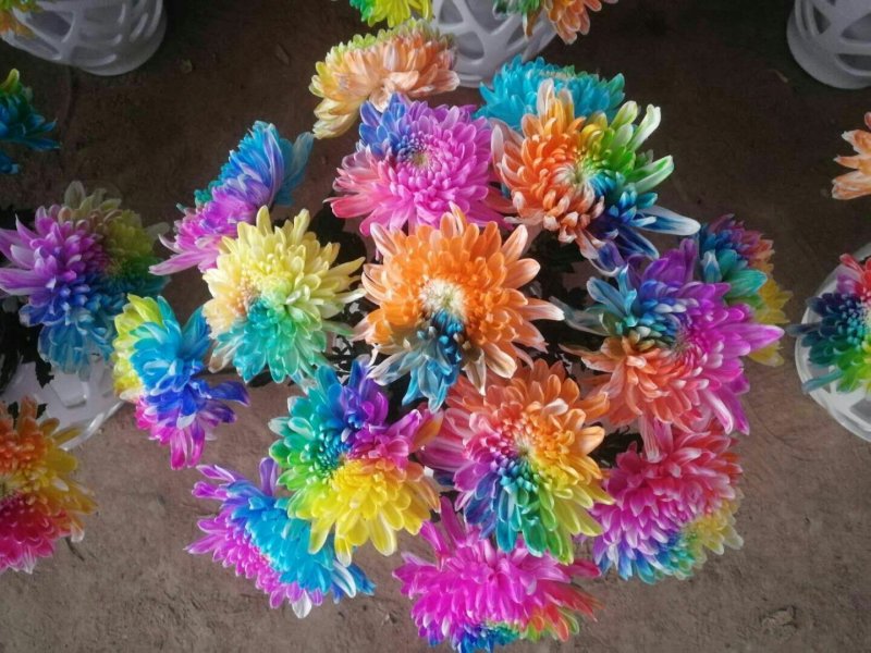 菊花
