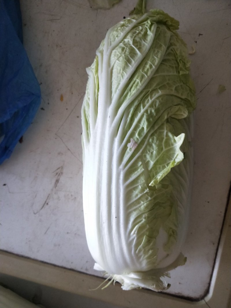 娃娃菜