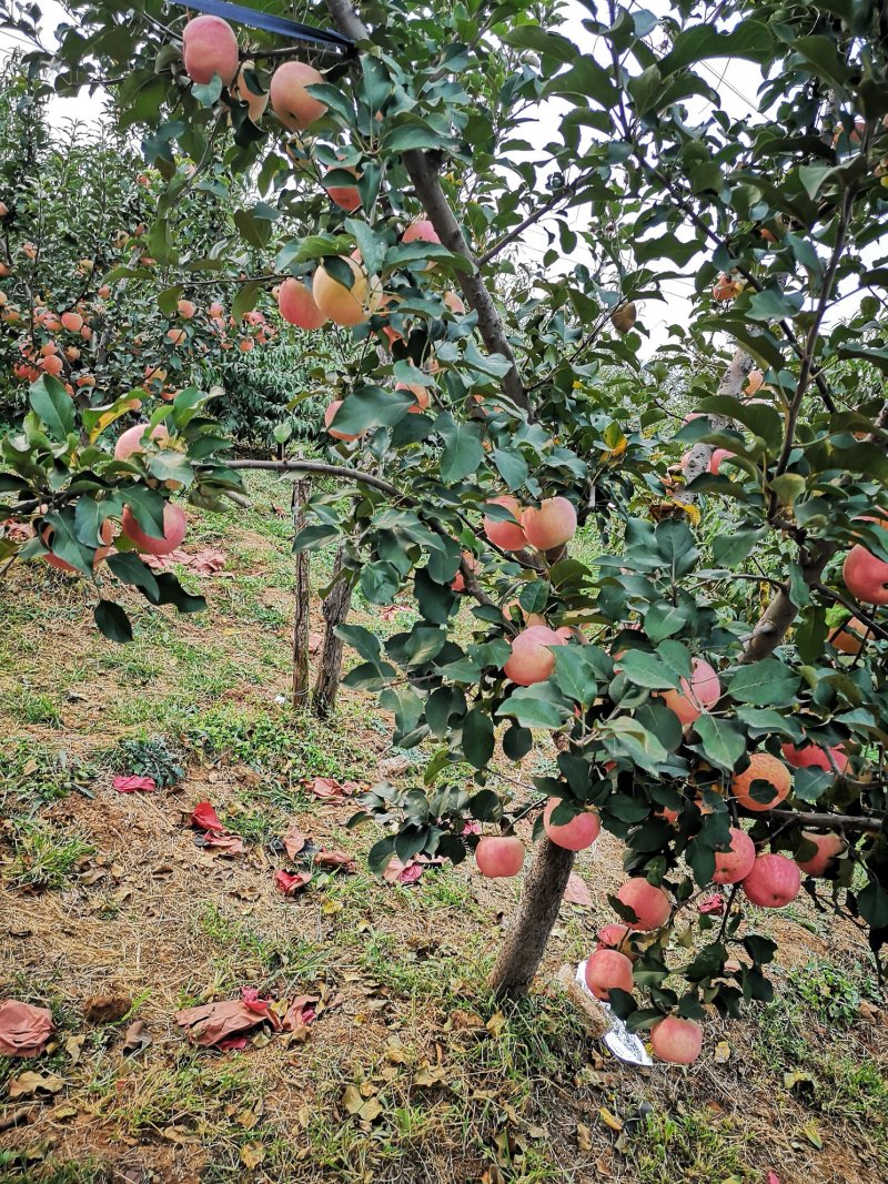 红富士苹果