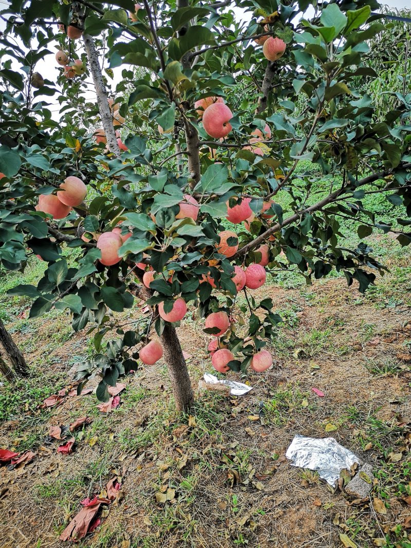 红富士苹果