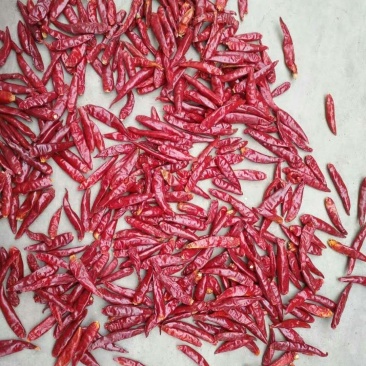 三樱，天宇干辣椒，精品冷库储存，收购，常年供应