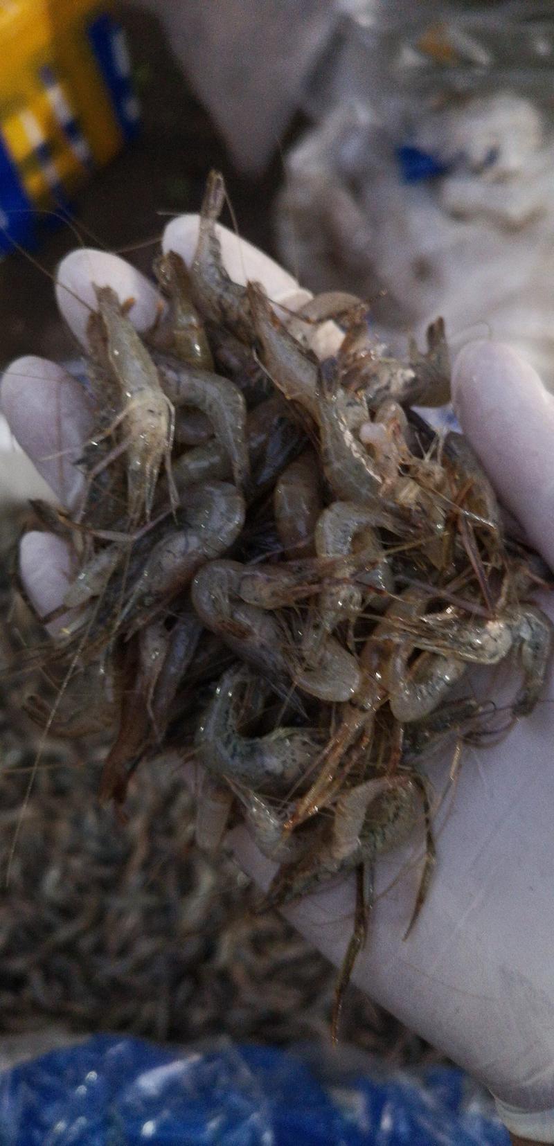 河虾，长年经营速冻河虾，各种规格都有，保证质量