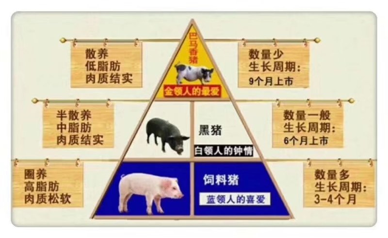 巴马香猪
