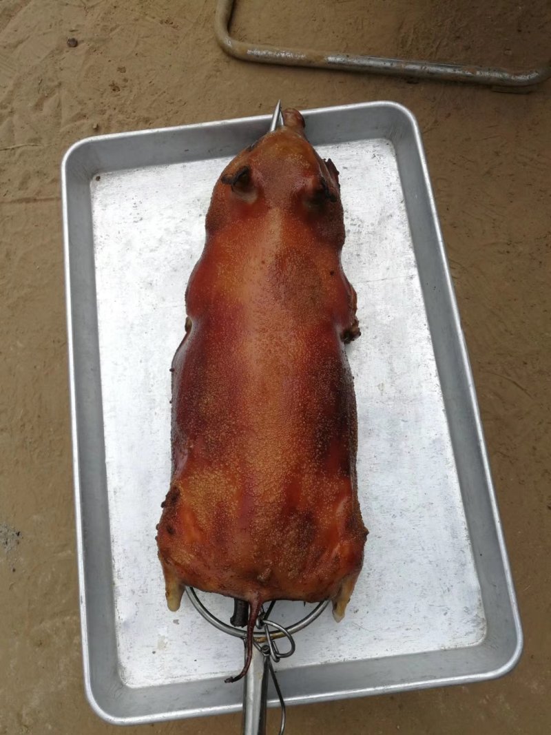 巴马香猪
