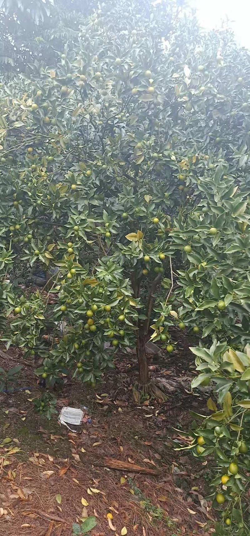 金桔树