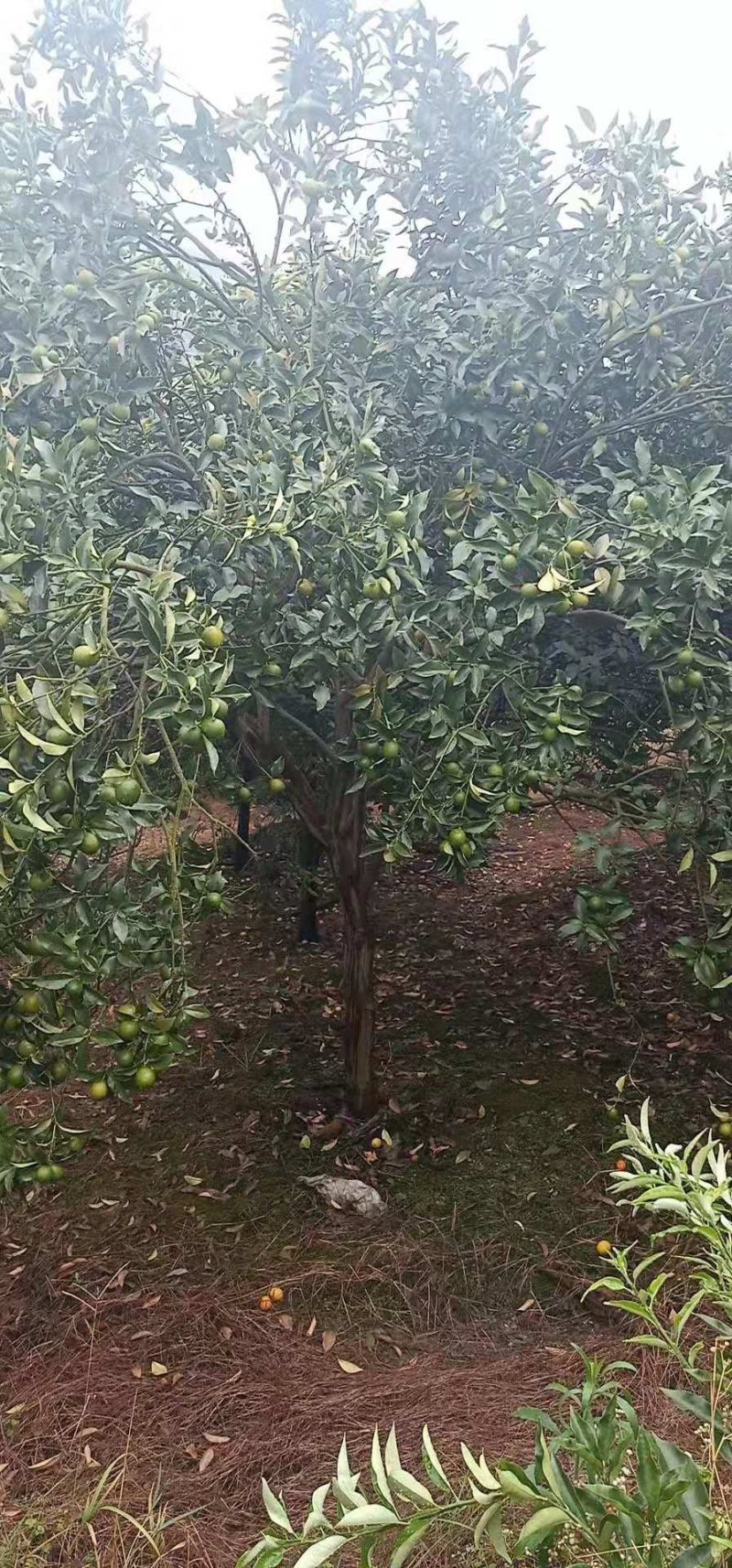 金桔树
