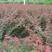 红枫种子春秋播3斤/亩种植无忧