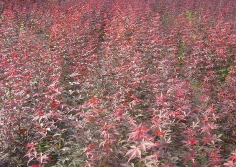红枫种子春秋播3斤/亩种植无忧