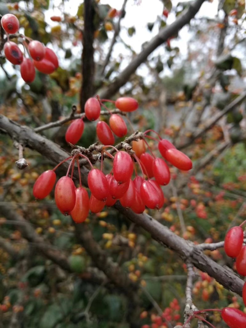 山茱萸，丛生山茱萸，独杆山茱萸，规格齐全