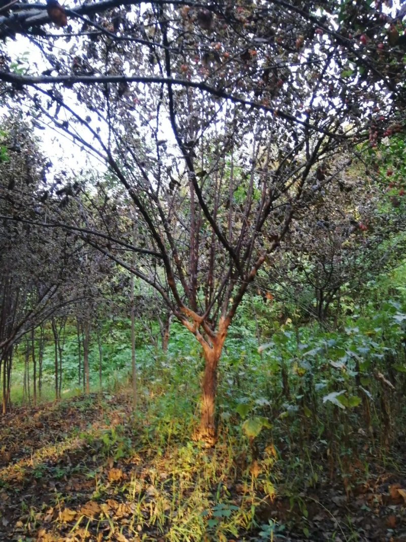 山茱萸，丛生山茱萸，独杆山茱萸，规格齐全